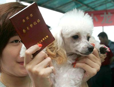 丽江的狗狗有“身份证”了！可是这个问题……_丽江_狗屎 丽江的狗狗有“身份证”了！可是这个问题……_丽江_狗屎 互联网