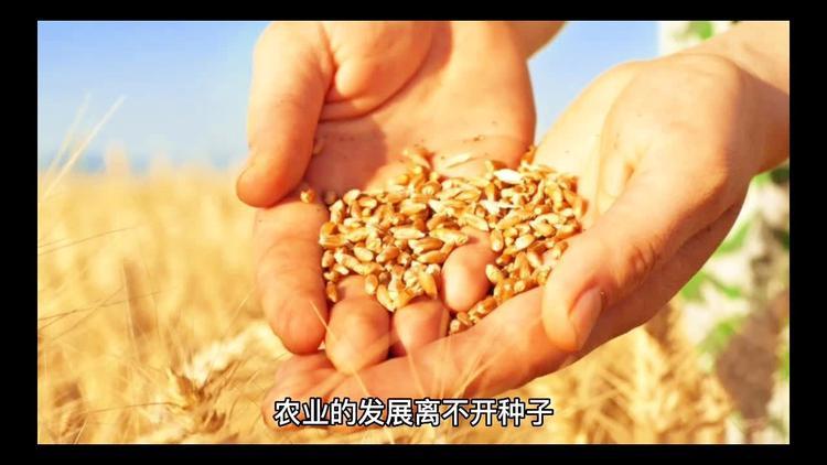 宁夏西海固：“种子芯片”助力特色农业_宁夏_饲草 宁夏西海固：“种子芯片”助力特色农业_宁夏_饲草 智能