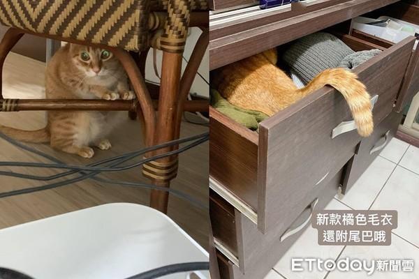 喵皇化身橘皮键盘！打到一半开咬_键盘_妹妹 喵皇化身橘皮键盘！打到一半开咬_键盘_妹妹 互联网