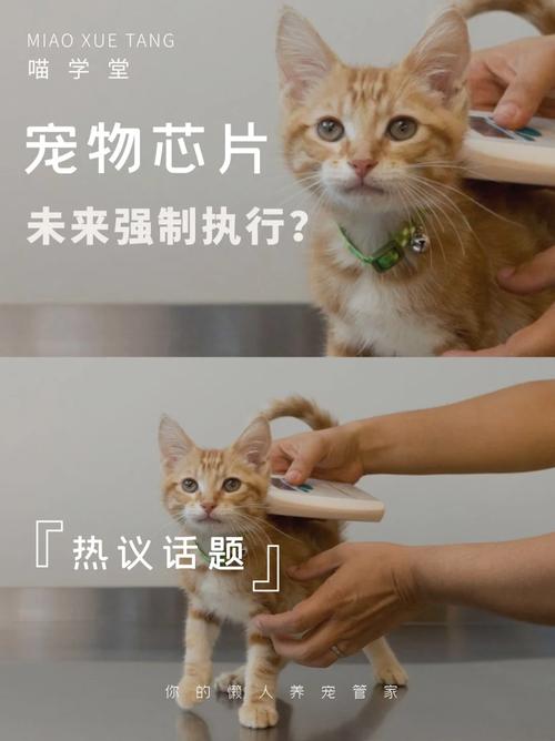 消失的9年狗：宠物芯片重聚事业背后的科技与人道_宠物_芯片 消失的9年狗：宠物芯片重聚事业背后的科技与人道_宠物_芯片 科学