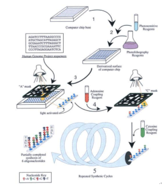 DNA芯片研究：探索生命奥秘的前沿科技_基因_技巧 DNA芯片研究：探索生命奥秘的前沿科技_基因_技巧 智能