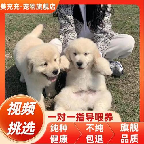 纯种金毛犬若干钱一只 不合地区金毛犬价格不合_纯种_价钱 纯种金毛犬若干钱一只 不合地区金毛犬价格不合_纯种_价钱 智能