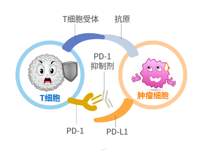 T细胞都躲起来了?原来这才是导致肿瘤免疫治疗无效的关键!_患者_细胞 科学 T细胞都躲起来了?原来这才是导致肿瘤免疫治疗无效的关键!_患者_细胞 T细胞都躲起来了?原来这才是导致肿瘤免疫治疗无效的关键!_患者_细胞 科学